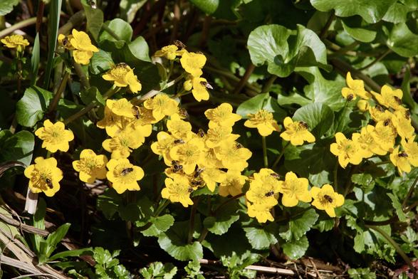 Marsh Marigold flowers with hoverflies