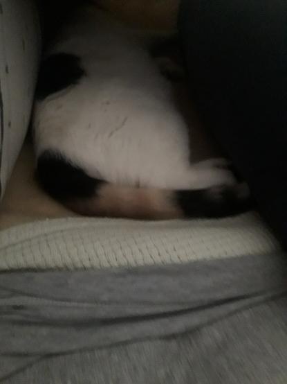 Lainey the calico cat in a blanket fort lying away from the camera, her white belly showing (it's a trap!)