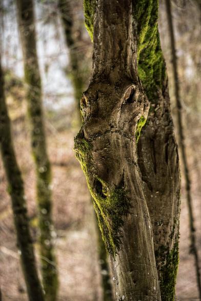 Ein Ausserirdischer getarnt als Baumstamm... oder umgekehrt. 

An alien disguised as a tree trunk... or vice versa.
