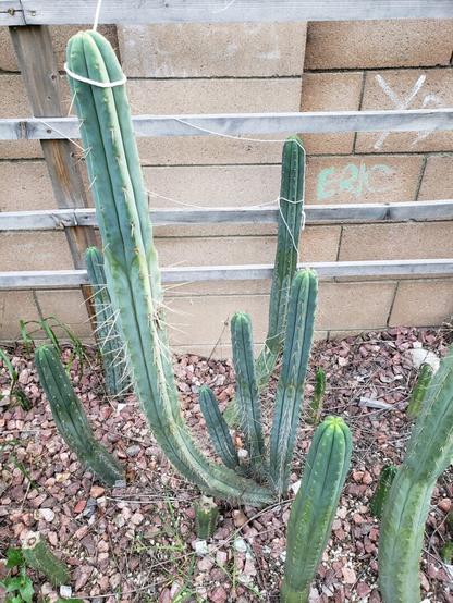 The mother cactus plant, including the 36 inch cutting before it was chopped, grow from red rocks surrounded by other green columnar cacti.
