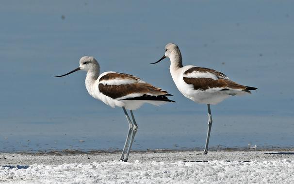 2 Avocets on an alkali slough