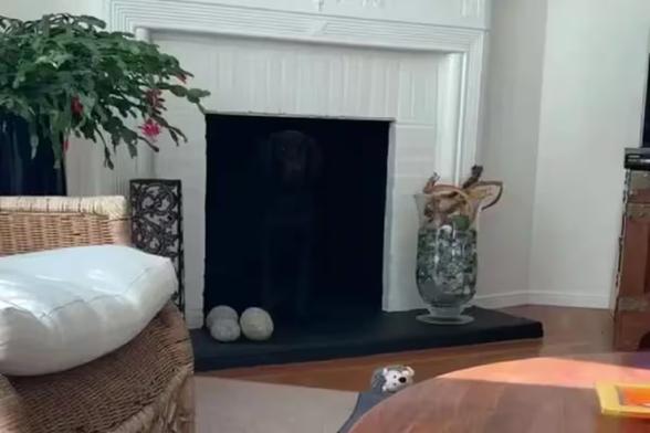 A perfectly pleasant sitting room. There is definitely no dog in the fireplace. Absolutely not.