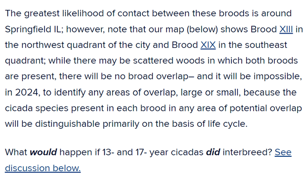 The greatest likelihood of contact between these broods is around Springfield IL; however, note that our map (below) shows Brood XIII in the northwest quadrant of the city and Brood XIX in the southeast quadrant; while there may be scattered woods in which both broods are present, there will be no broad overlap– and it will be impossible, in 2024, to identify any areas of overlap, large or small, because the cicada species present in each brood in any area of potential overlap will be distinguishable primarily on the basis of life cycle.

What would happen if 13- and 17- year cicadas did interbreed? See discussion below.
