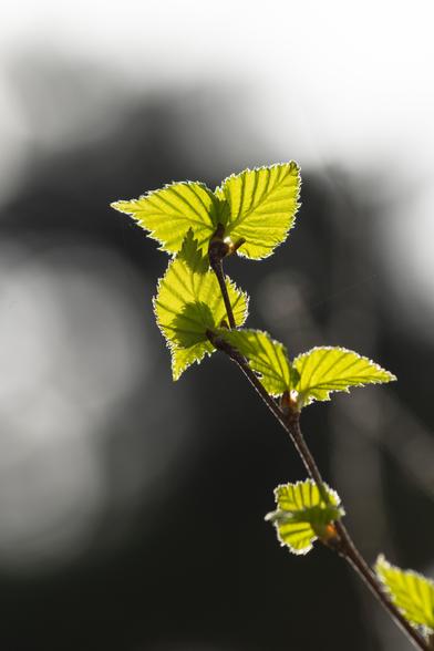 Close up color photo of a young silver birch's branch with its first bright green leaves illuminated by the soft light of a spring morning. (CC BY 4.0)