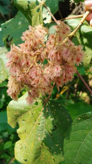 A mahaguey flower cluster. Its pink rose colored, and each flower looks like a fluffy little paddle.