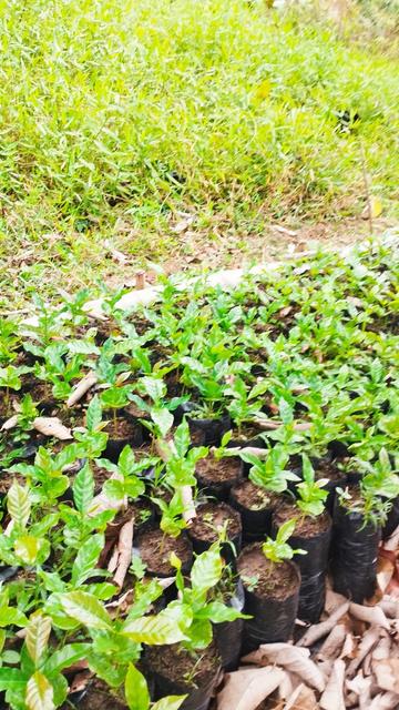 A fairly bad and vlurry picture of some of our coffee nursery. The plants are a few leaf sets tall.