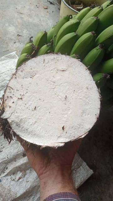 A massive ocumo, cut open to reveal its white flesh. This root crop is a staple down here. This was harvested off the property and fed 7 people for three days.