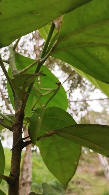 A mama mantis, who is perfectly camoflaughed, clings to the trunk under the leaves of a cacay tree. There is an egg sack above her, just visible behind a leaf.