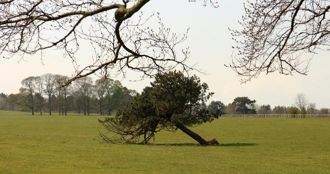 a tree that got blown over a few years ago, surviving the best it can, propped up at an angle by its own branches
