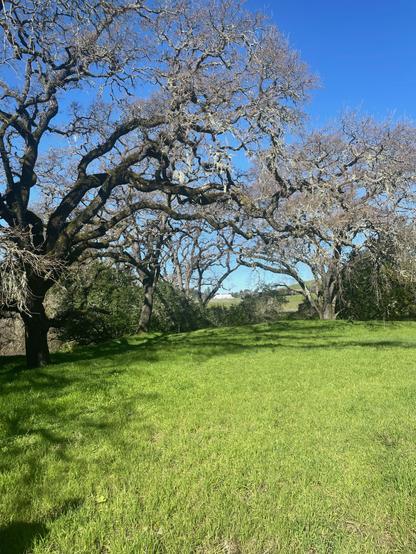 Huge oak trees framing the Turnbull barn at the Eames Ranch in Petaluma, CA