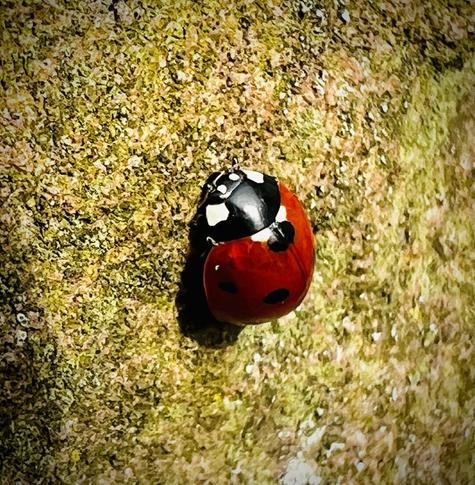 Marienkäfer auf einen bemoosten Stein in der Sonne (Nahaufnahme)