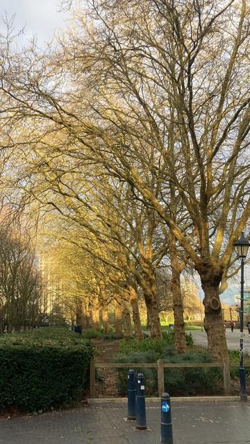 Line of plain trees caught by evening sun