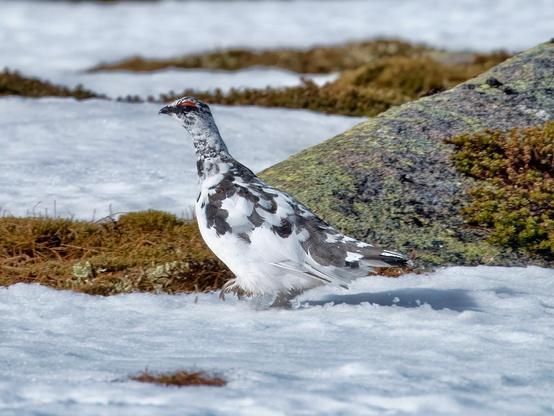 A male ptarmigan in The Cairngorms NP, Scotland.