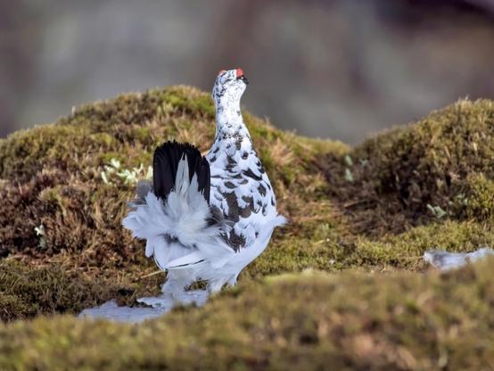 A male ptarmigan in The Cairngorms NP, Scotland.