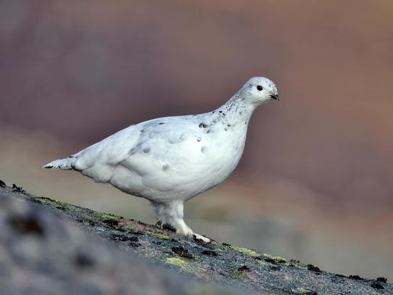 A female ptarmigan in The Cairngorms NP, Scotland.