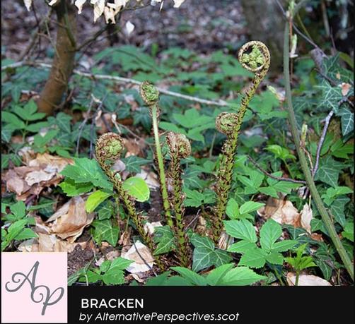 There are a handful of tall stalks with small brown thornlike structures running up the stalks.  At the top of each stack is a circle which contains green sections.  Then it uncurls these stalks will become the fronds of a bracken plant.