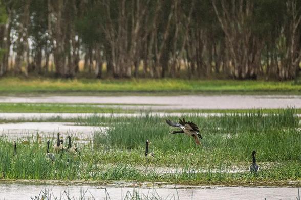 photo - saltwater wetlands, Mungalla Station, Queensland, Australia