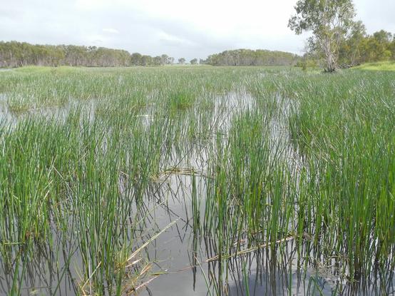 photo - saltwater wetlands, Mungalla Station, Queensland, Australia
