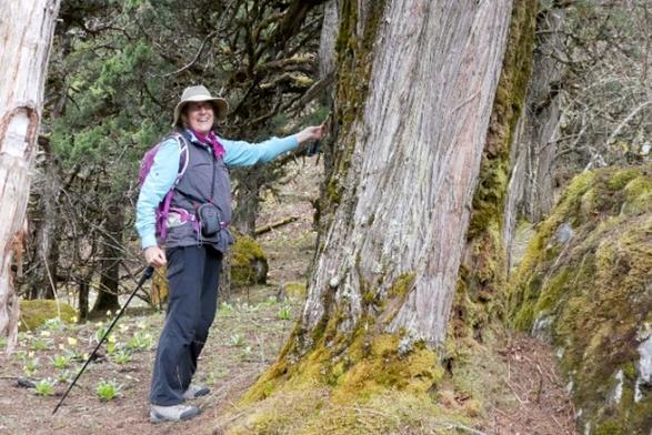 A person in hat and warm coat stands next to the leaning trunk of a large, mossy old-growth juniper tree that will be threatened by new road construction along the Tamor Khola, Nepal.