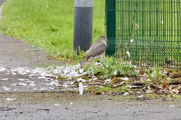 Female sparrowhawk plucking a woodpigeon