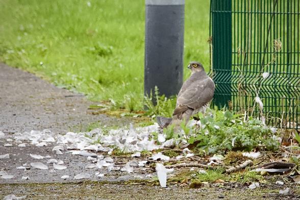 Female sparrowhawk plucking a woodpigeon