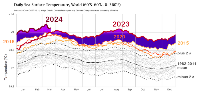 Daily sea surface temperature (SST), data from #NOAA Optimum Interpolation SST (#OISST: https://www.ncei.noaa.gov/products/optimum-interpolation-sst ) -  from latitude 60°S to 60°N, global scale.

The SST in 2023 exceeded the previous peaks recorded mostly in 2015, 2016, 2020. In 2024, the SST had peaks even higher than in 2023 - showing a temperature anomaly exceeding the previous years (1981 - 2022) with a prolonged fluctuation for more than a full year.

2023-2024 trends highlighted on the diagram exported from
https://climatereanalyzer.org/clim/sst_daily/

See "License and Citation" section: "Climate Reanalyzer content is licensed under a #CreativeCommons Attribution 4.0 International License Creative Commons License" https://creativecommons.org/licenses/by/4.0/ )