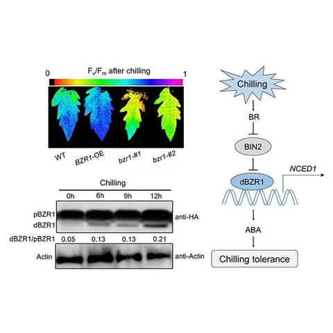 Imaging and gels illustrate that overexpression of the BR biosynthesis gene DWARF (DWF) or the key BR signaling gene BRASSINAZOLE-RESISTANT1 (BZR1) increases ABA levels in response to chilling stress via positively regulating the expression of the ABA biosynthesis gene 9-CIS-EPOXYCAROTENOID DIOXYGENASE1 (NCED1). BR-induced chilling tolerance was mostly dependent on ABA.