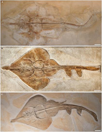 3 well preserved fossils of prehistoric rays