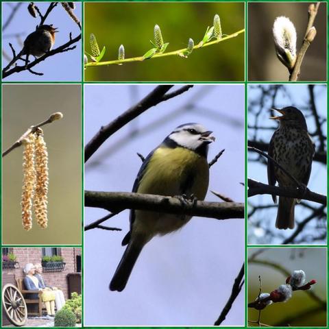 Fotocollage mit Fotos von einem Rotkehlchen, einer Blaumeise und einer Singdrossel, ale sitzen auf Zweigen und trällern, dazu noch Fotos von Zeigen mit Trieben und Kätzchen und ein Foto mit einem alten Paar (Puppen), das auf einer Holzbank neben einem Wagenrad sitzt.

Photo collage with photos of a robin, a blue tit and a song thrush, all sitting on branches and warbling, plus photos of twigs with shoots and catkins and a photo of an old couple (dolls) sitting on a wooden bench next to a wagon wheel.