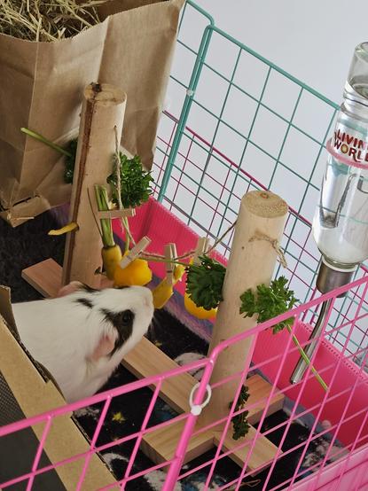 Pikelet, a brown and white guinea pig with pink little ears. She's in her cage, standing in front of a wooden stand that's shaped as a washing line. It has a piece of twine across the top of it with 4 tiny clothes pegs tied on it, each clothes peg has a piece of vegetable attached to the washing line. Pikelet is stretching up to nibble at one of the pieces of carrot.