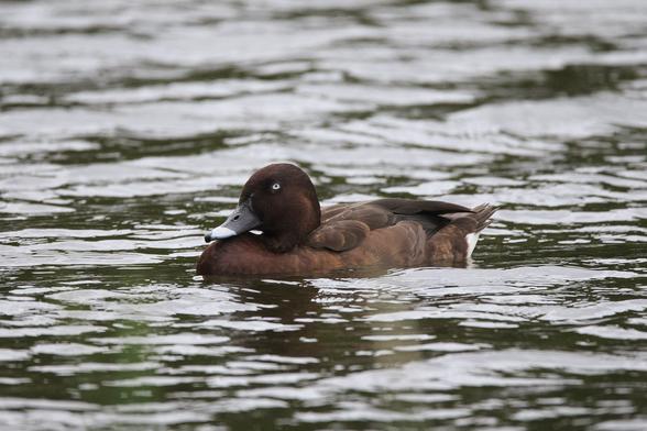 Hardhead swimming on the lake which is a little choppy and reflecting the overcast conditions. 
The bird is a dark brown duck with white eyes and slate bill.