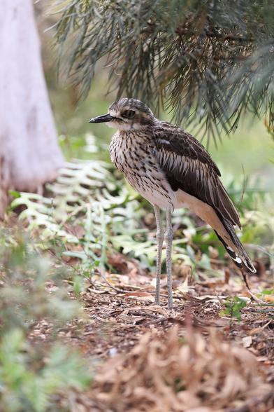A Bush Stone-curlew standing under a bottlebrush bush. 
It has long legs, and a striated brown and white front, and dark mottled top.