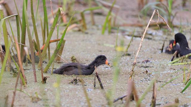 A baby Dusky Moorhen swims through the wetlands between reeds and through duckweed.
