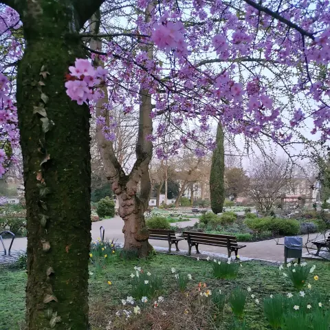 Blick in den Bethmannpark. Vorne ein Baumstamm, die Äste voller rosa Blüten, unten im Grün gelbe Osterglocken und weiße Narzissen. Parkbänke und Wege durch den Park.