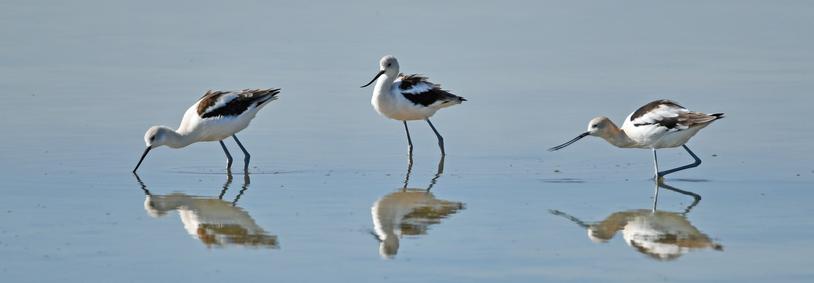 Three Avocets fishing in an alkali slough they are reflected in the calm water