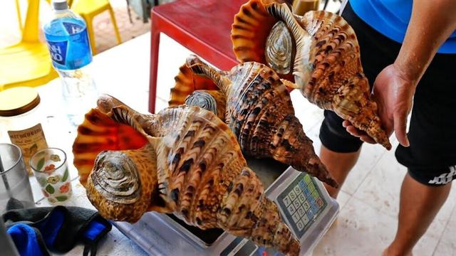 Vietnamese Food - GIANT ALIEN CONCH Cooked Two Ways Mui Ne Seafood Vietnam