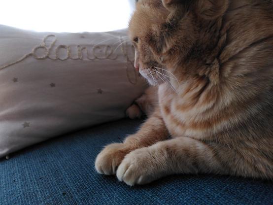 An orange cat on a blue couch.