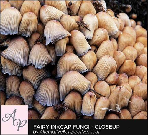 A closeup photograph of mushrooms.  Each mushroom has deep ridges running from the top to the bottom of the head.  the mushrooms are so tightly packed that you can only see the heads and no stalks.