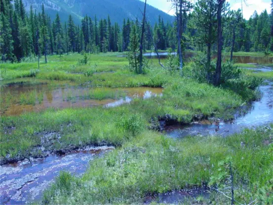 photo - wetlands in treed area, colorado