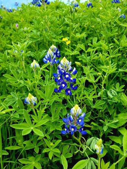 Bluebonnets among lush green plants.