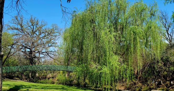 A green footbridge over a green plain, a large weeping willow tree to the right in front of the bridge, other trees behind the bridge.