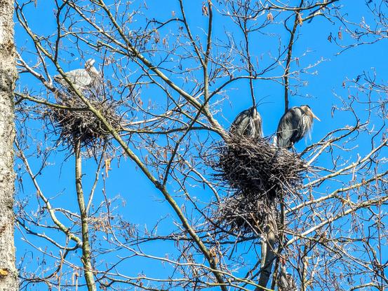 Great blue herons nesting in trees.
