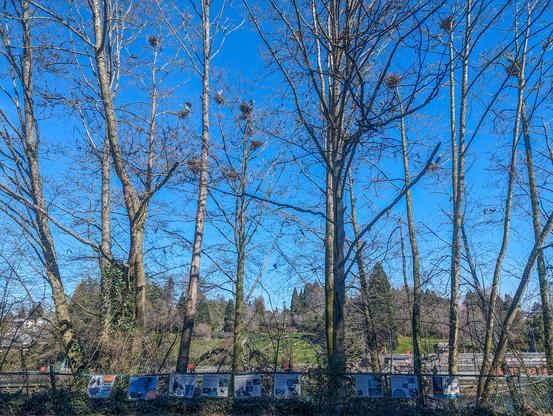 Great blue heron nests in trees.