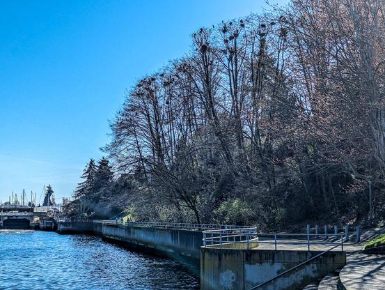 Great blue heron rookery in trees next to the Salmon Bay waterway by the Ballard Locks.