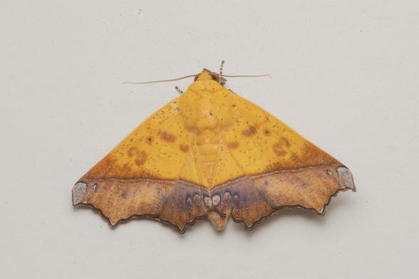 a moth (Xanthonomis sp.) resting on a wall in a HDB flat corridor