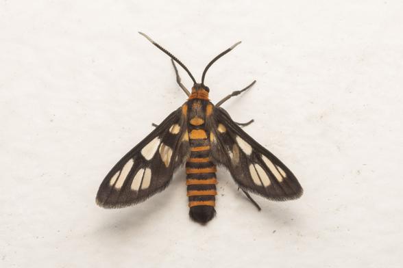 a wasp moth (Amata huebneri) resting on a wall in a HDB flat corridor