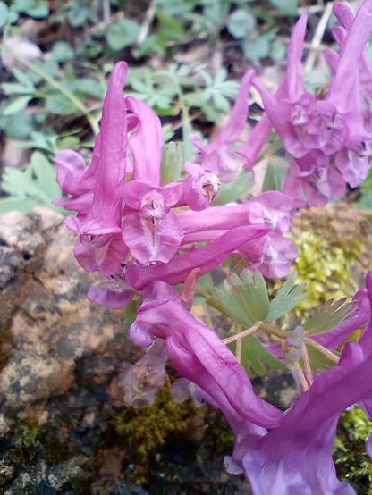 violette Blüten des Lerchensporns