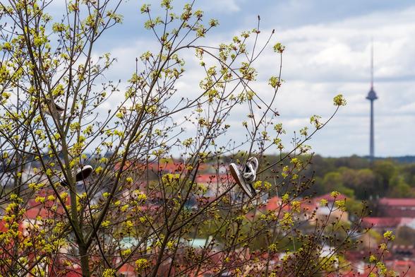 Shoes hangin in tree branches with an out of focus TV tower in the bakground