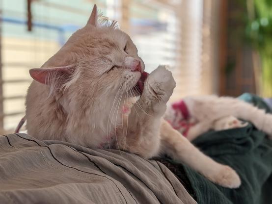 A cat in a post-surgery apron, licking it's paw