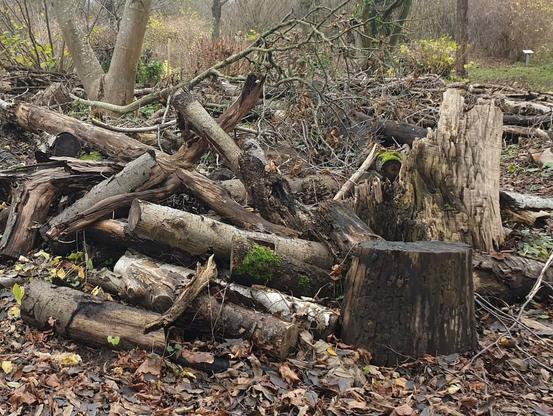 Ein grosser Käferkeller von oben.
Man sieht nur das Todholz. 
Foto: Naturgarten e. V.